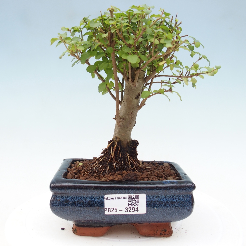Kamerbonsai -Ligustrum chinensis - Vogelsnavel