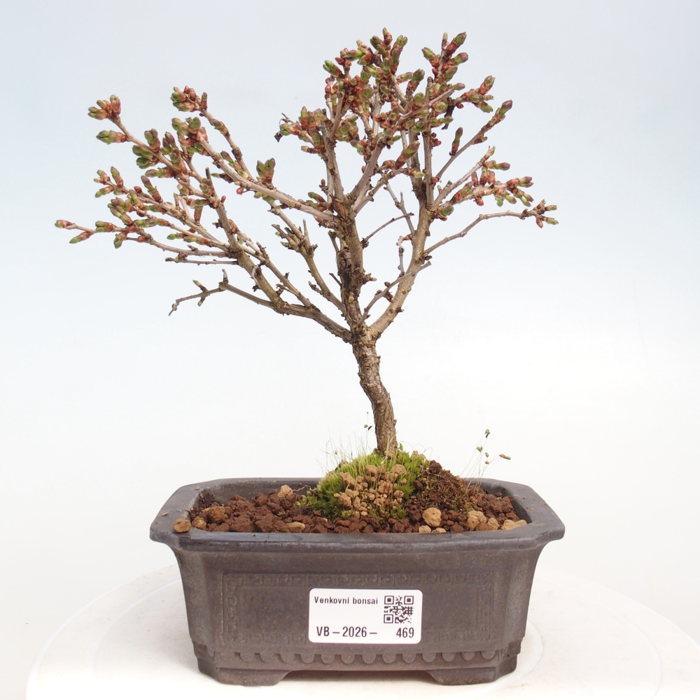 Bonsai voor buiten - Prunus incisa Kojou-no mai-Plivon uitgesneden