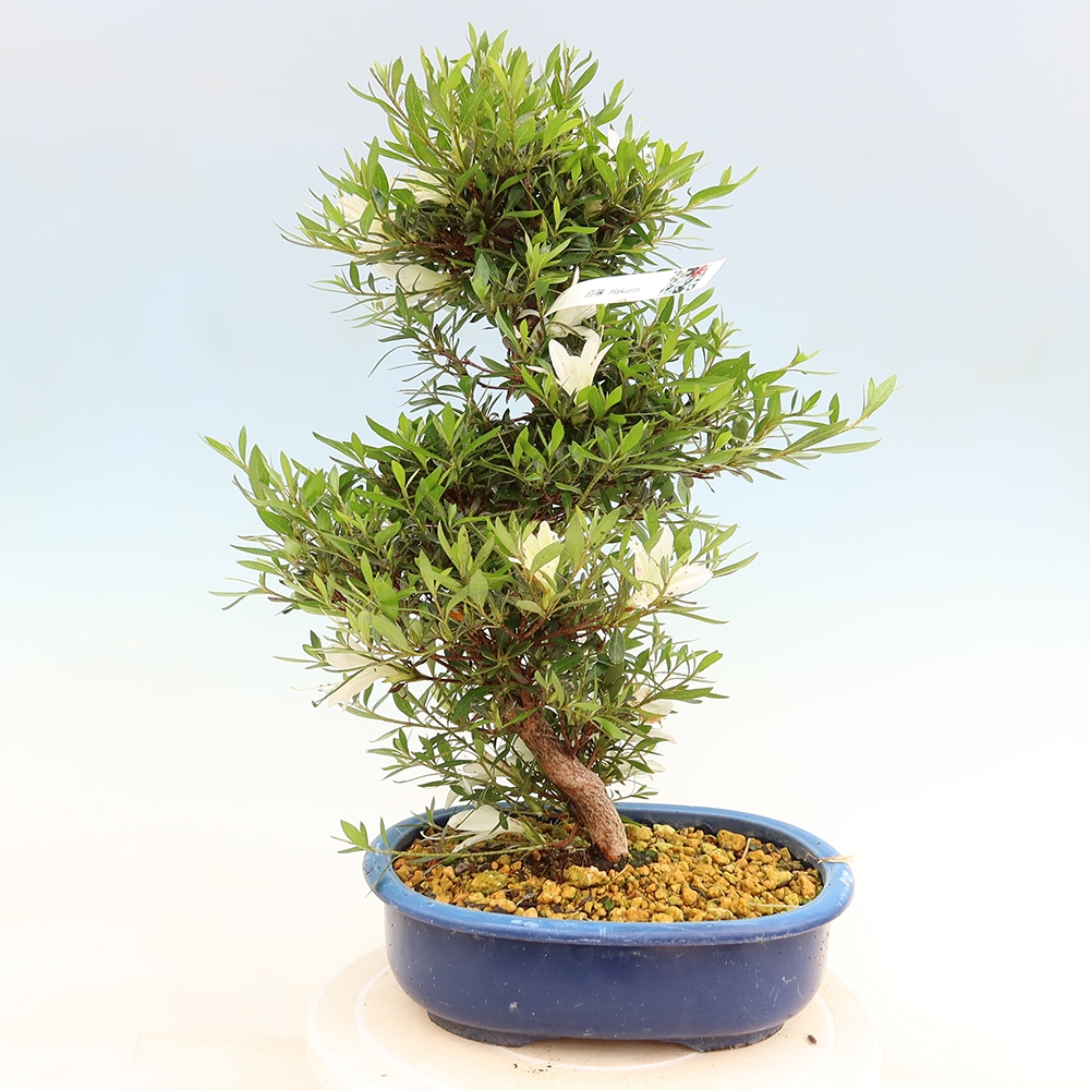 Bonsai voor buiten - Japanse Azalea - Azalea Hakurin