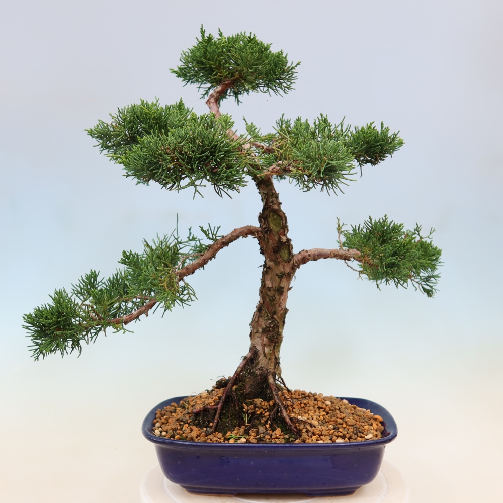 Bonsai voor buiten - Juniperus chinensis Kishu