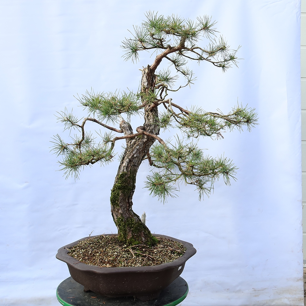 Pinus sylvestris Spanje - grove den