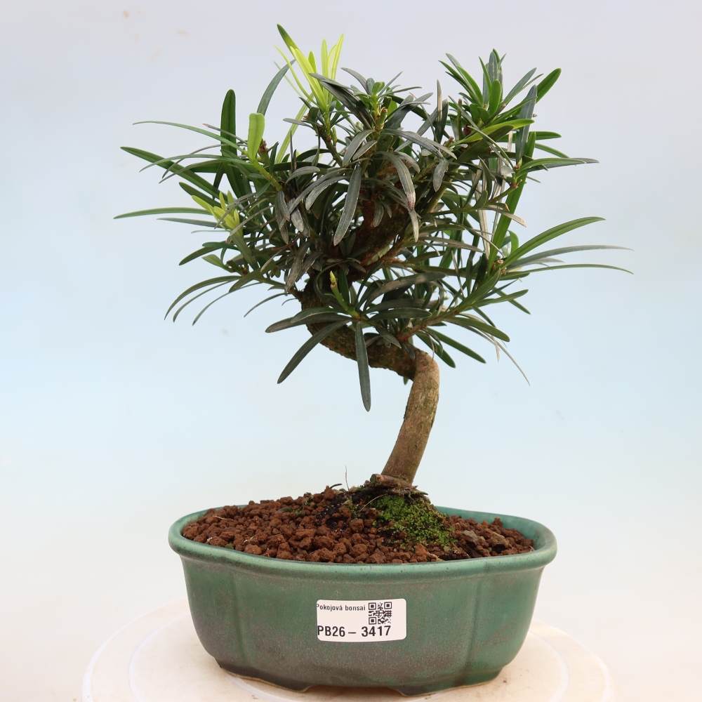 Kamerbonsai - Podocarpus - Taxus