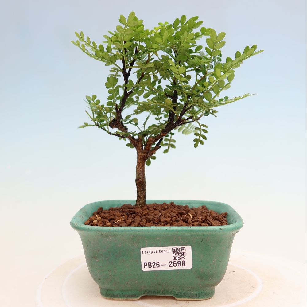 Kamerbonsai - Zantoxylum piperitum - peperboom