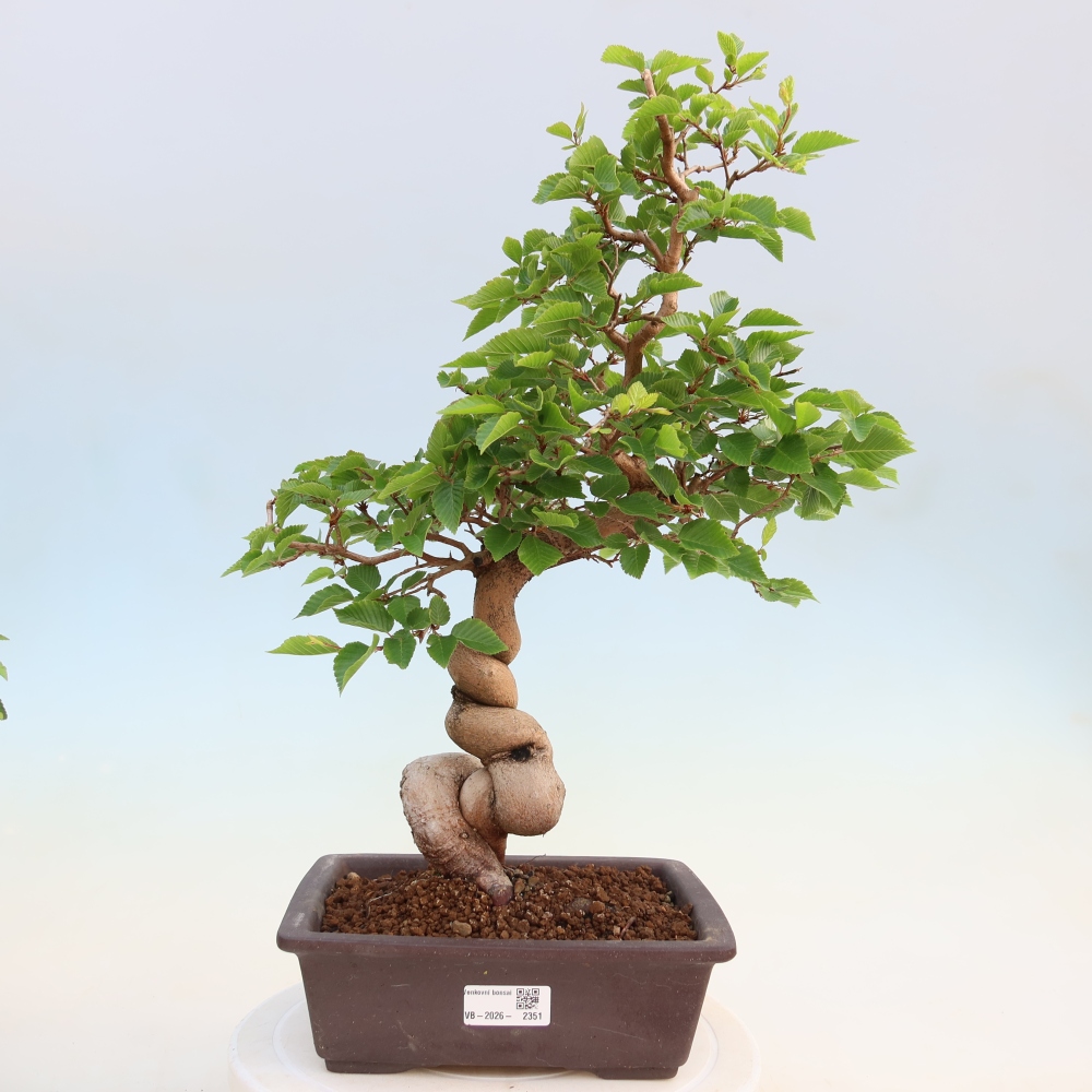 Bonsai voor buiten -Carpinus Coreana - Koreaanse haagbeuk