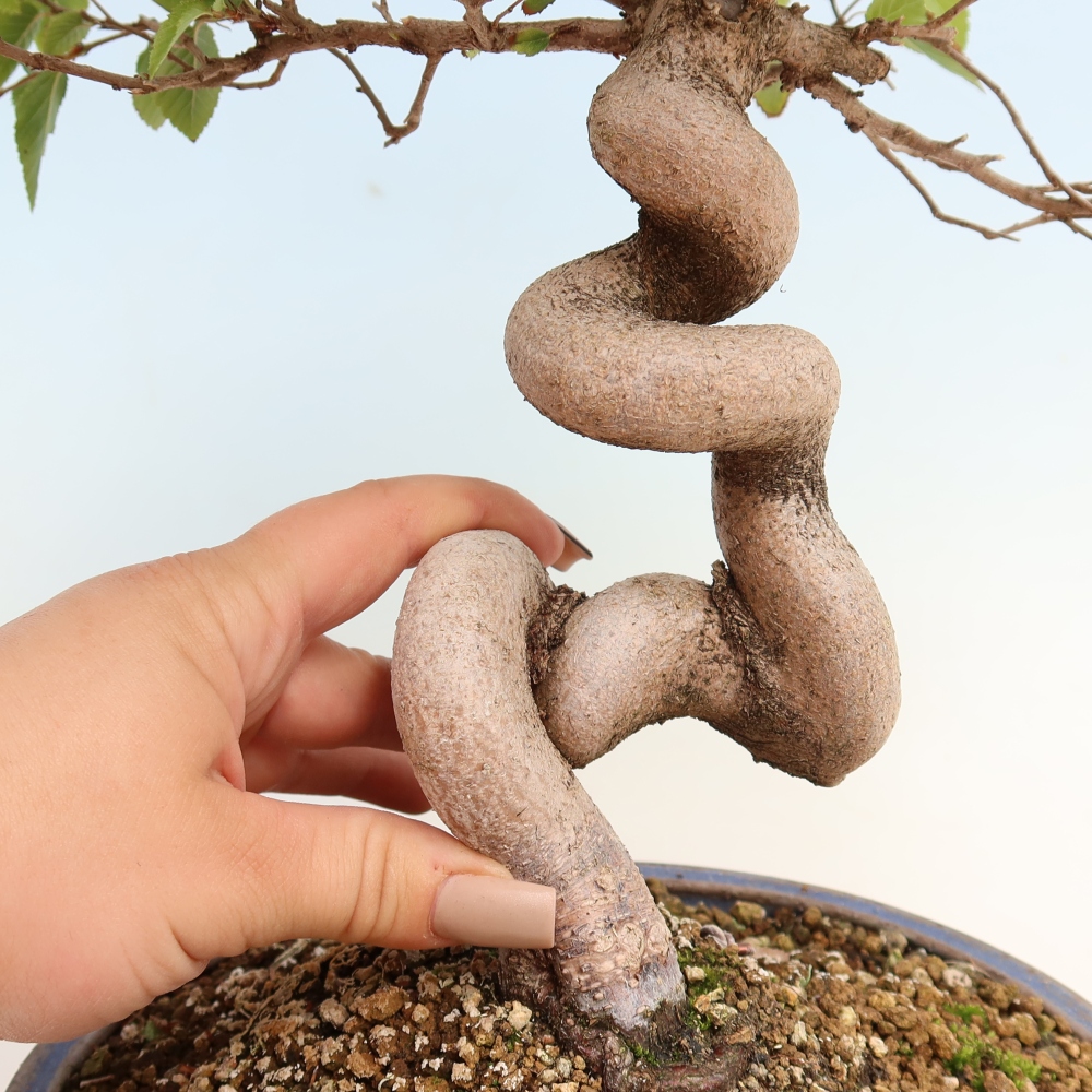 Bonsai voor buiten -Carpinus CARPINOIDES - Koreaanse haagbeuk