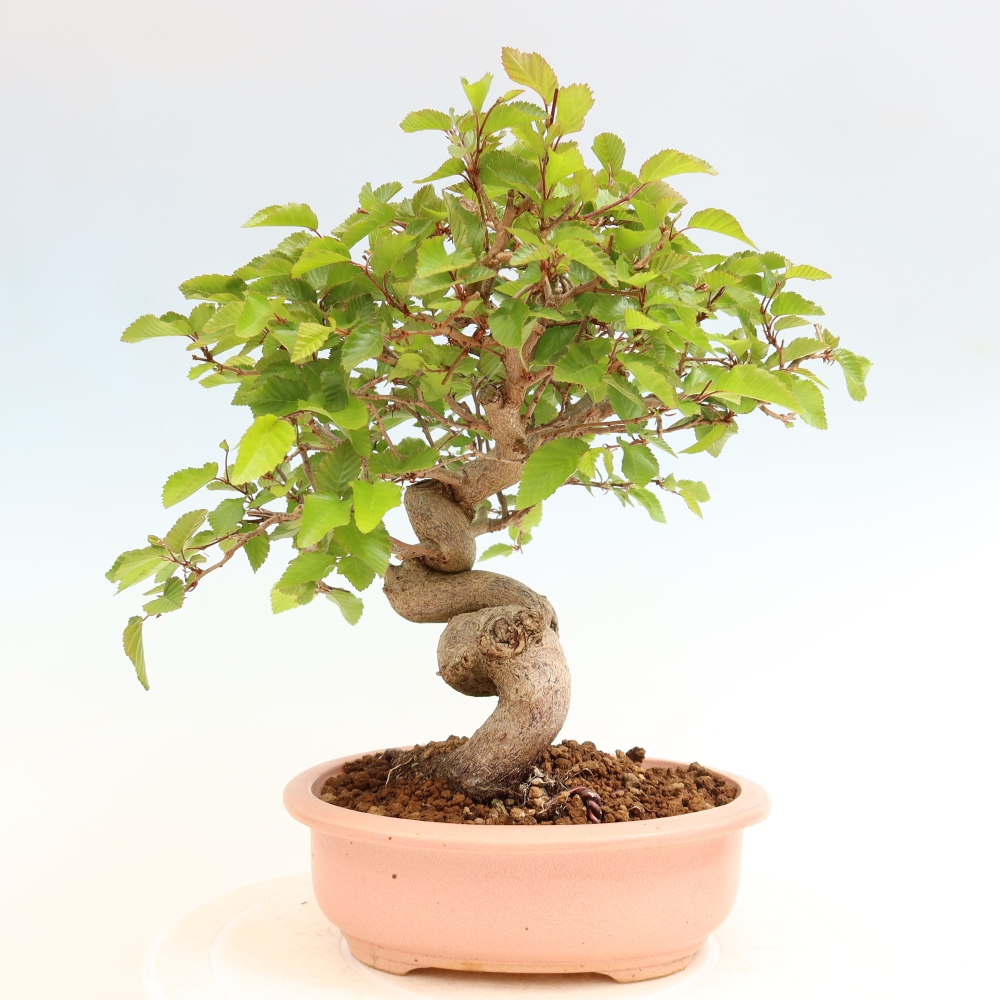 Bonsai voor buiten -Carpinus Coreana - Koreaanse haagbeuk