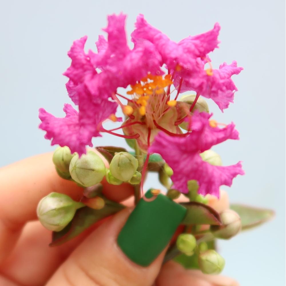 Kamerbonsai - Lagerstroemia indica - Indische seringenboom