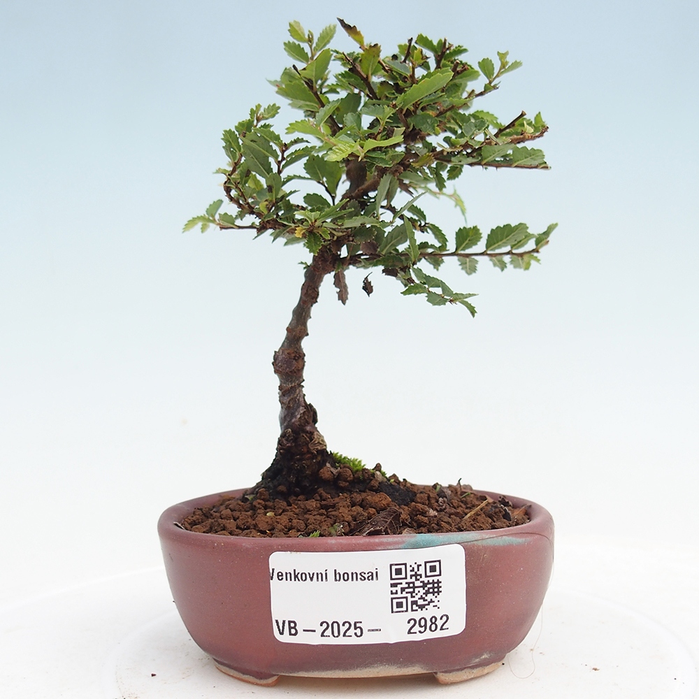 Bonsai voor buiten - Ulmus parvifolia Sagei - Kleinbladige iep