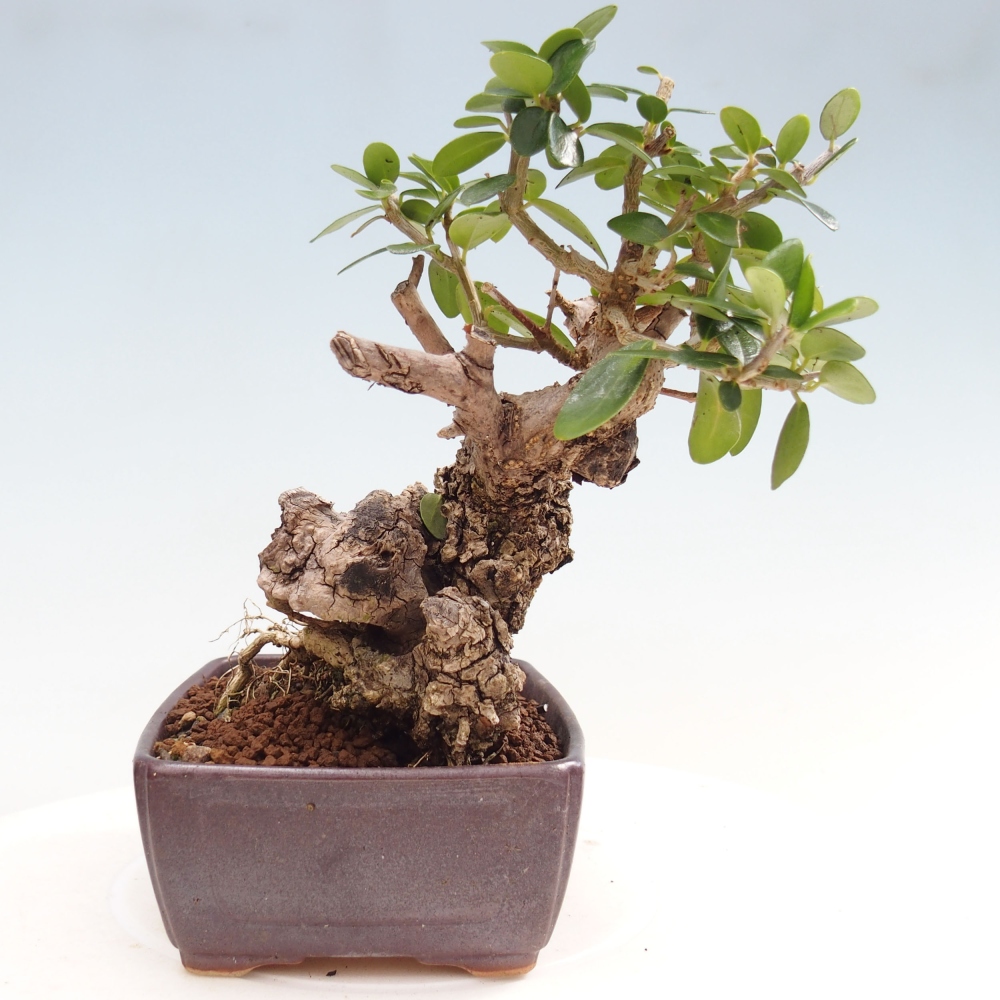 Bonsai voor binnen - Olea europaea sylvestris