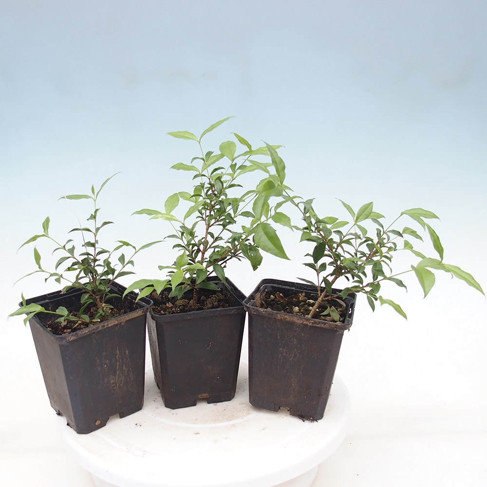 Kamerbonsai - Malpighia coccigera- Barbdor kers in container