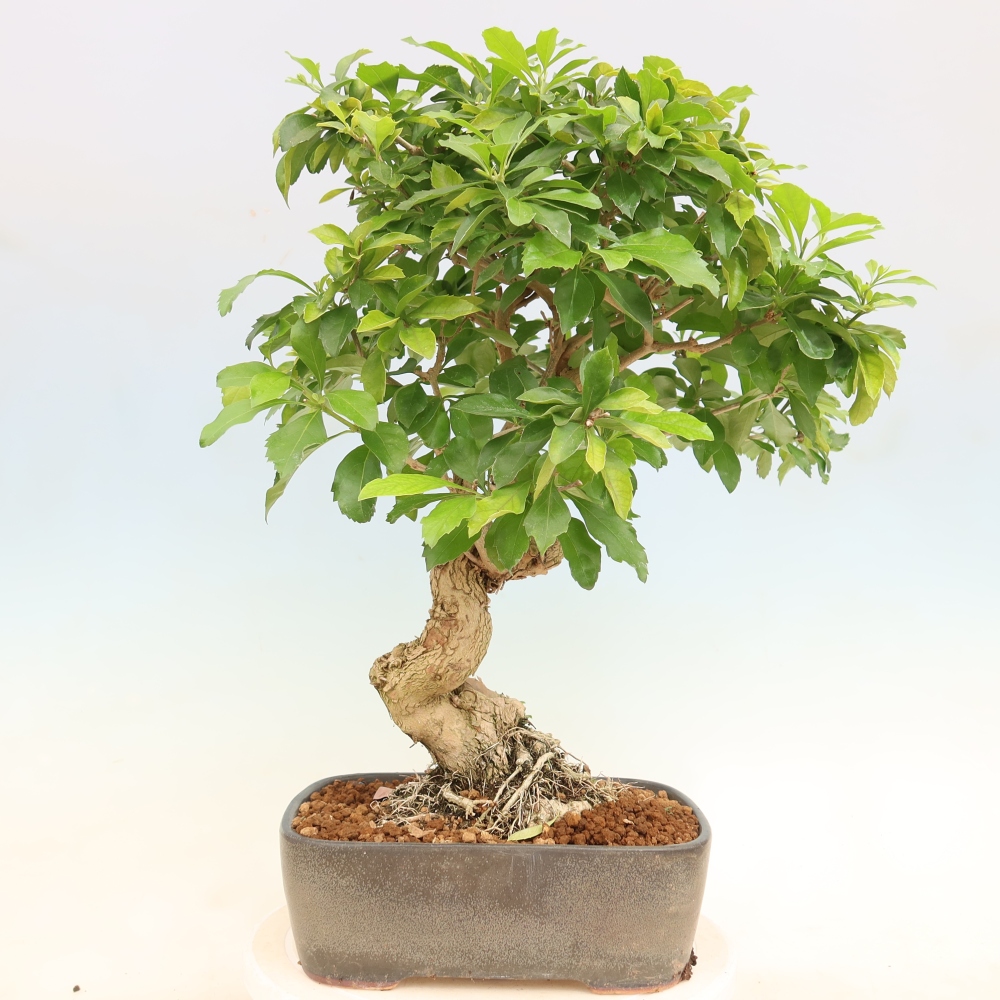 Kamerbonsai - Duranta erecta Aurea