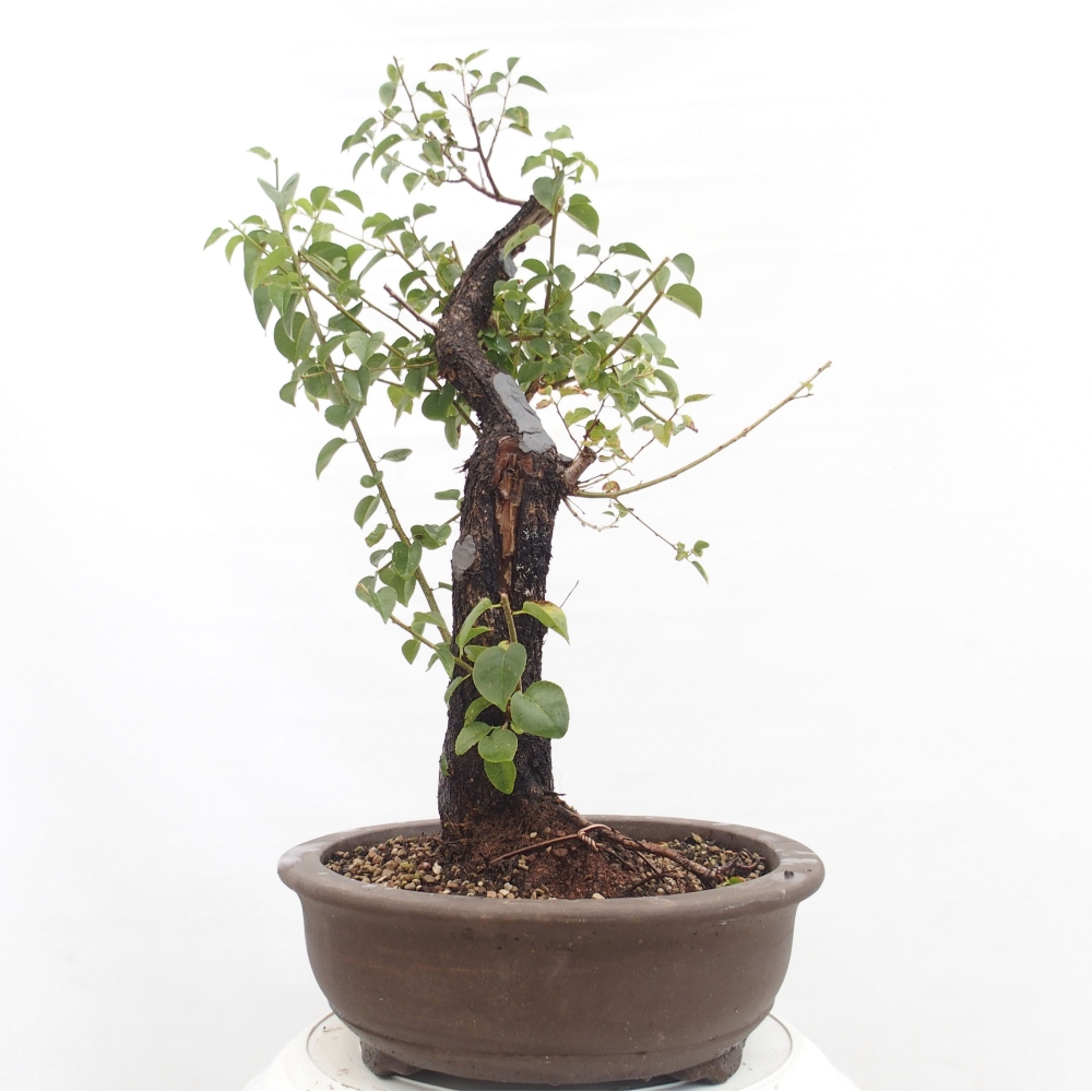 Bonsai voor buiten - Mahalebka - Prunus mahaleb