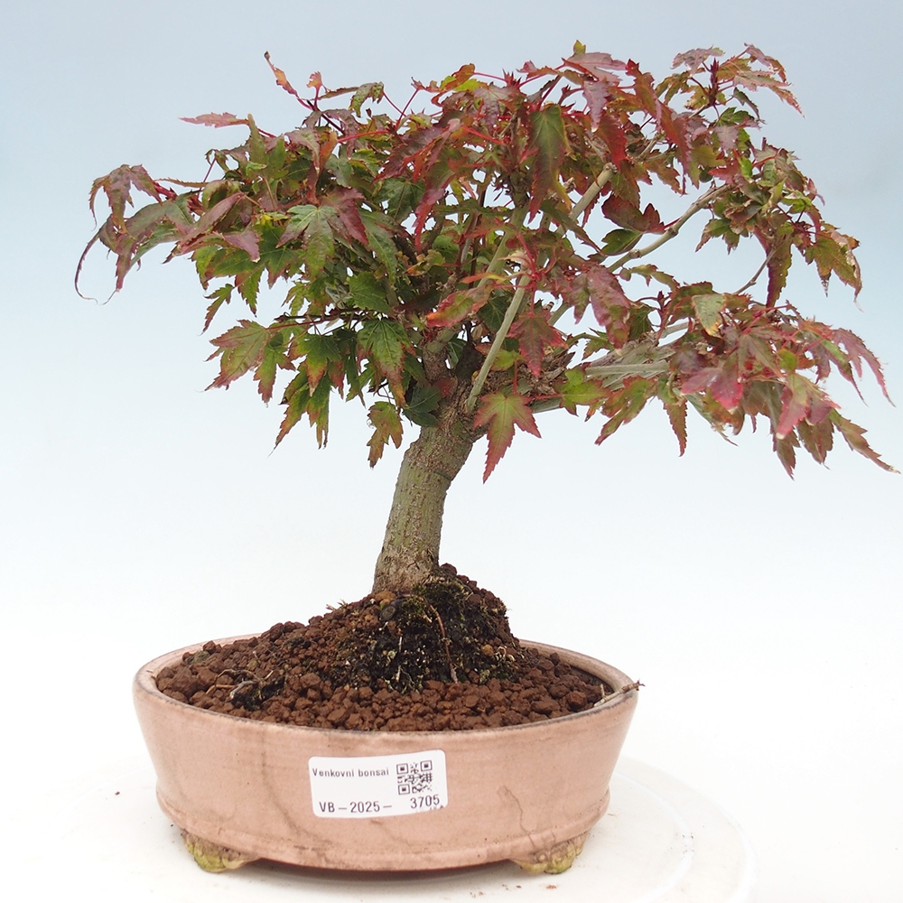 Acer palmatum KIOHIME - Palmeta-esdoorn