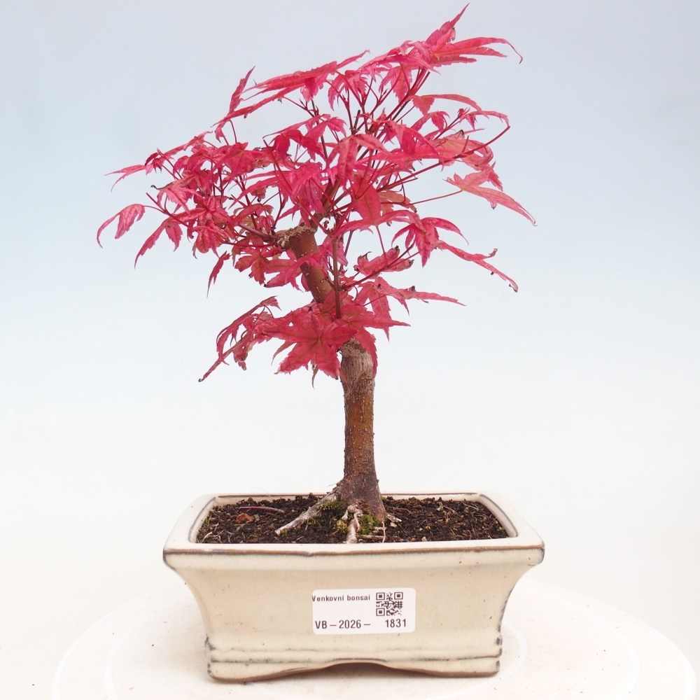 Bonsai voor buiten - Acer palmatum DESHOJO