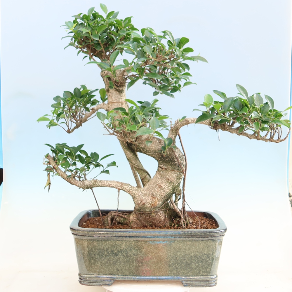 Kamerbonsai - Ficus kimmen - kleinbladige ficus