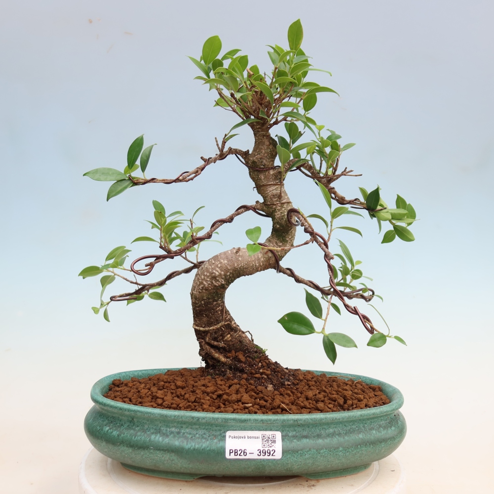 Kamerbonsai - Ficus kimmen - kleinbladige ficus