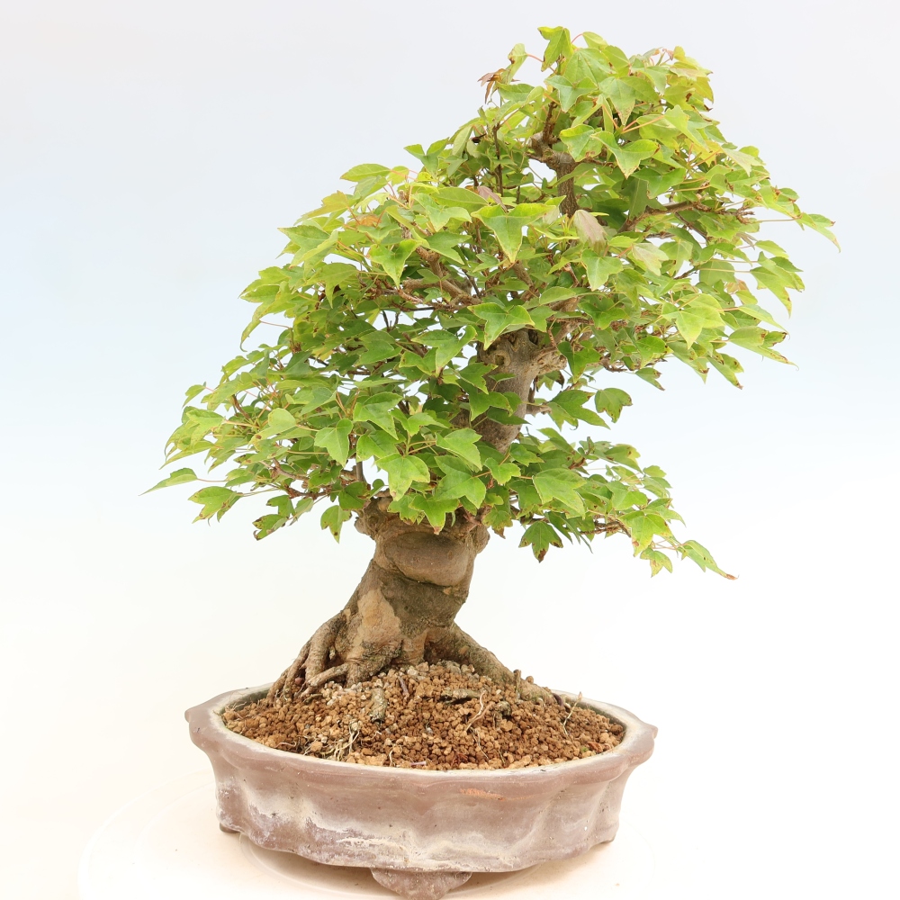 Bonsai voor buiten - Esdoorn Burger - Acer Burgerianum
