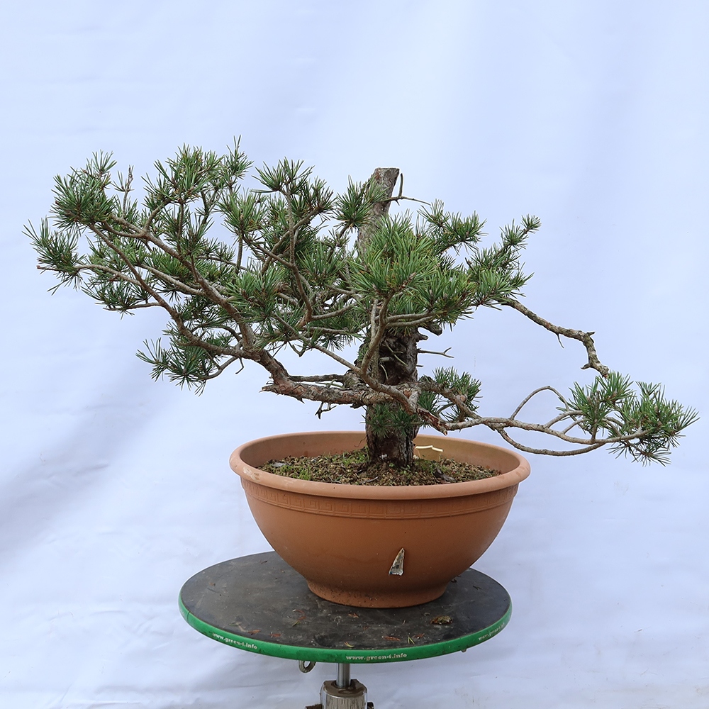 Pinus sylvestris Spanje - grove den