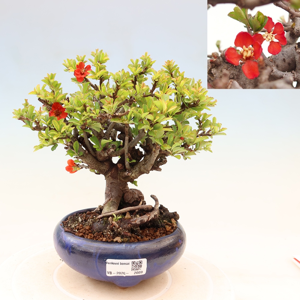 Bonsai voor buiten - Chaneomeles speciosa Chojubai