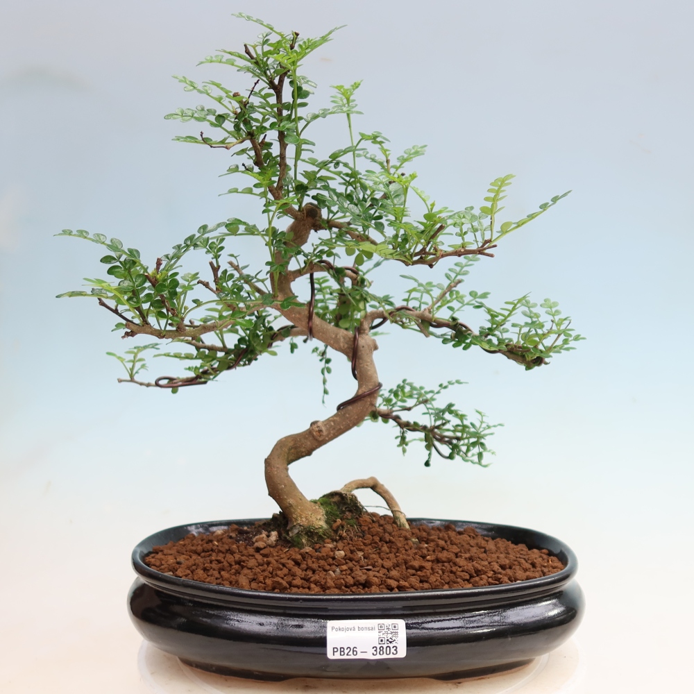 Kamerbonsai - Zantoxylum piperitum - peperboom