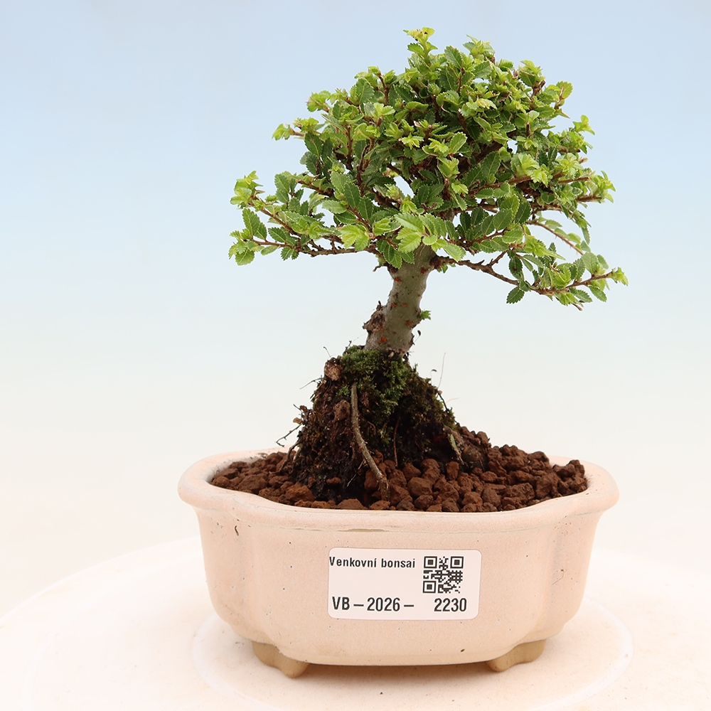 Bonsai voor buiten - Ulmus parvifolia Sagei - Kleinbladige iep