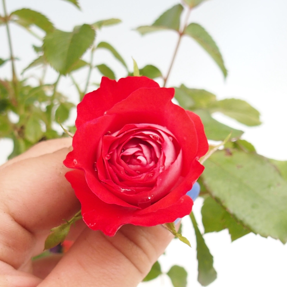 Bonsai voor buiten - Rosa Kordes - roos