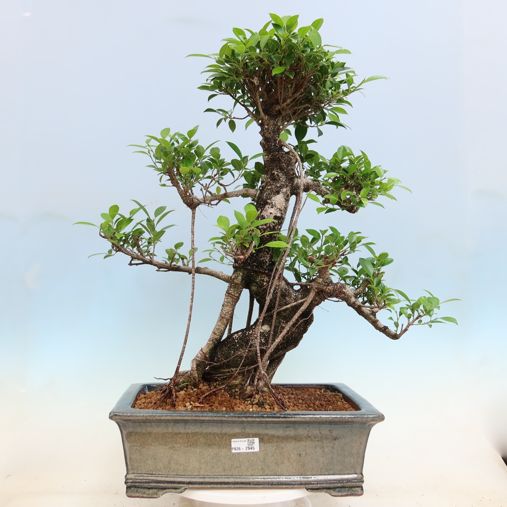 Kamerbonsai - Ficus kimmen - kleinbladige ficus