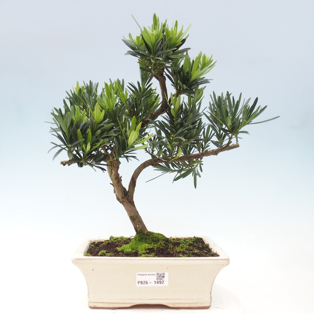 Kamerbonsai - Podocarpus - Taxus