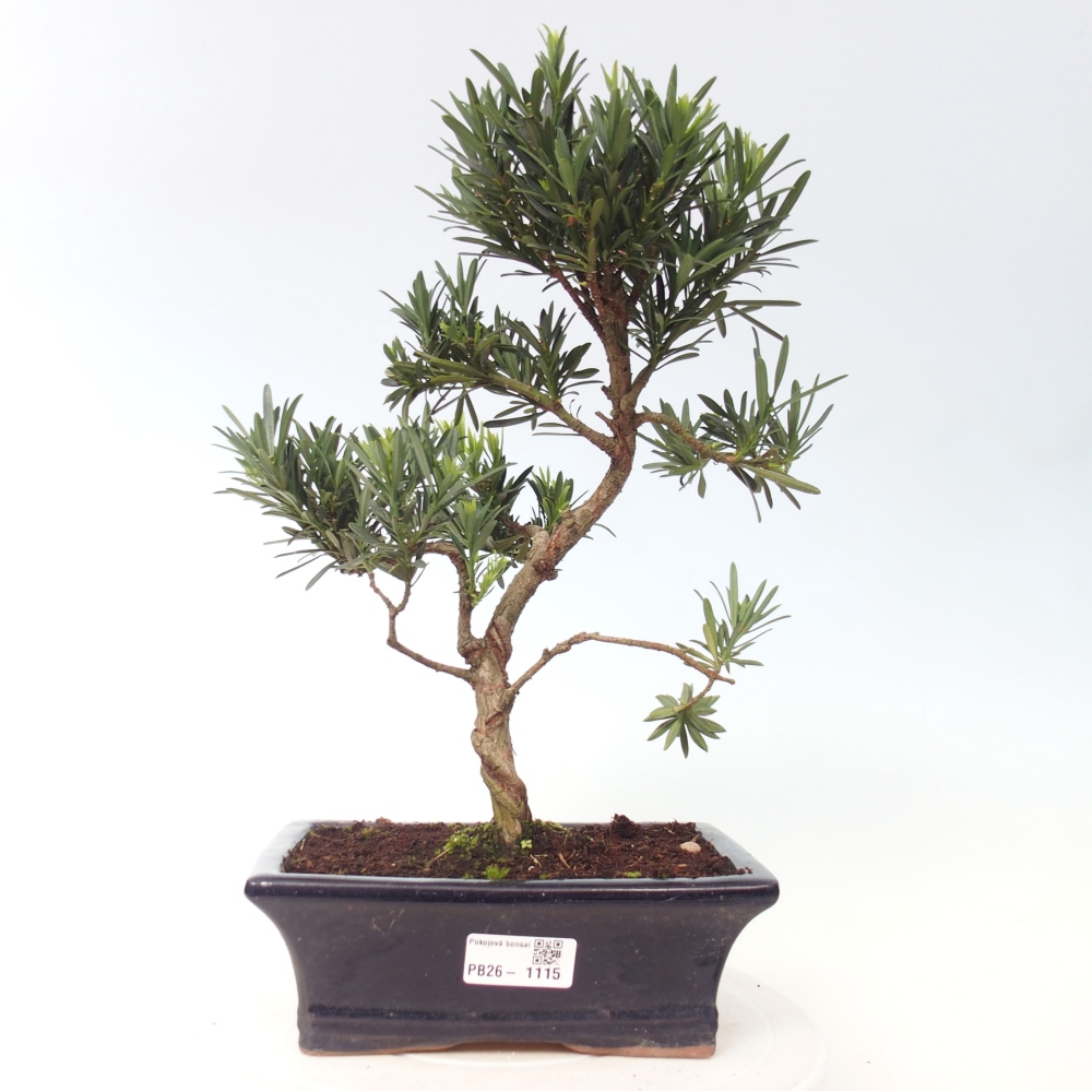 Kamerbonsai - Podocarpus - Taxus