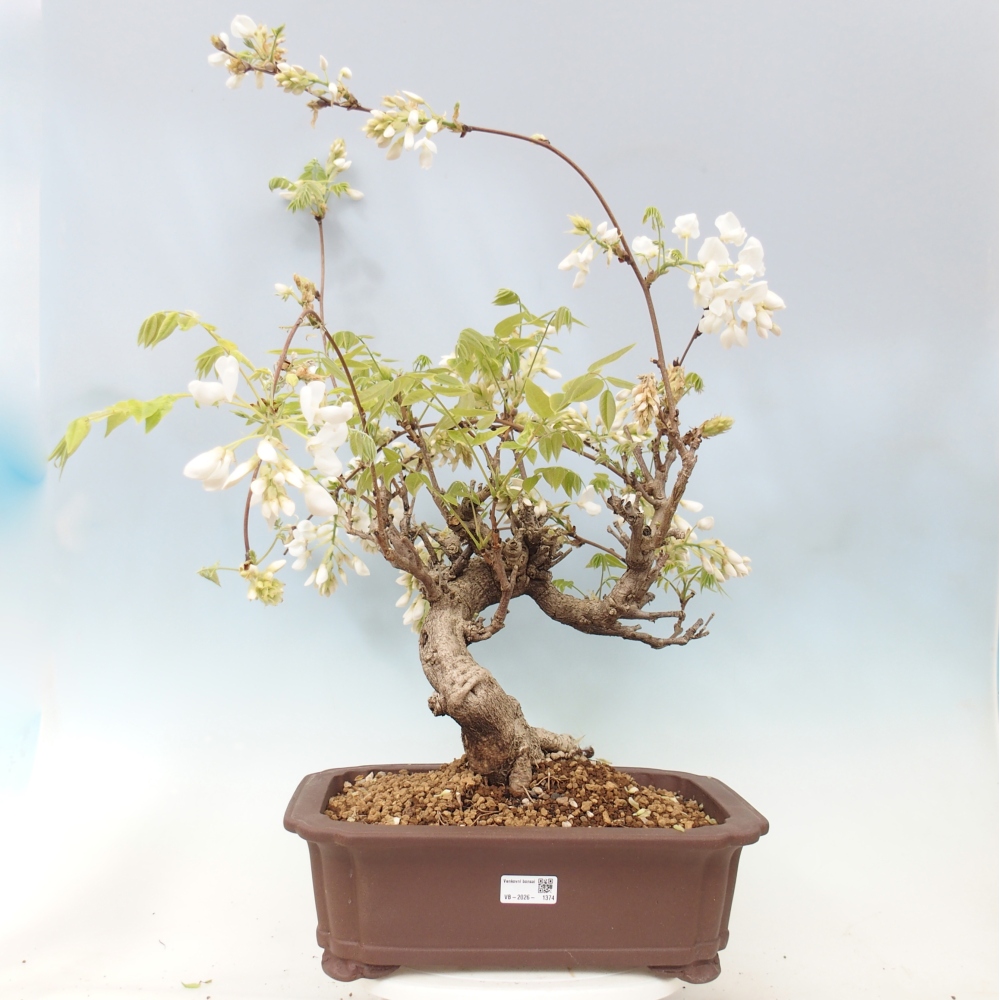 Bonsai voor buiten - Vistaria - Wisteria