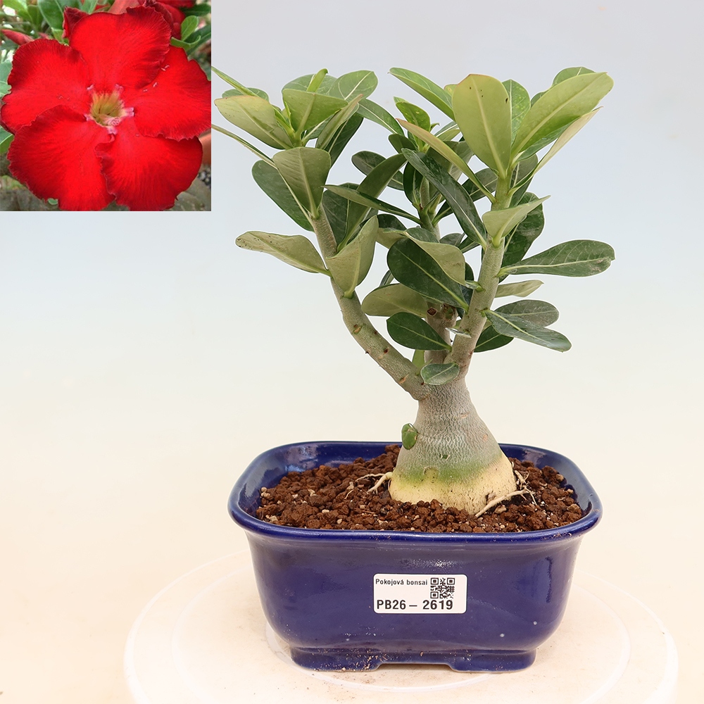 Kamerbonsai - Adenium obesum Red Star - Woestijnroos
