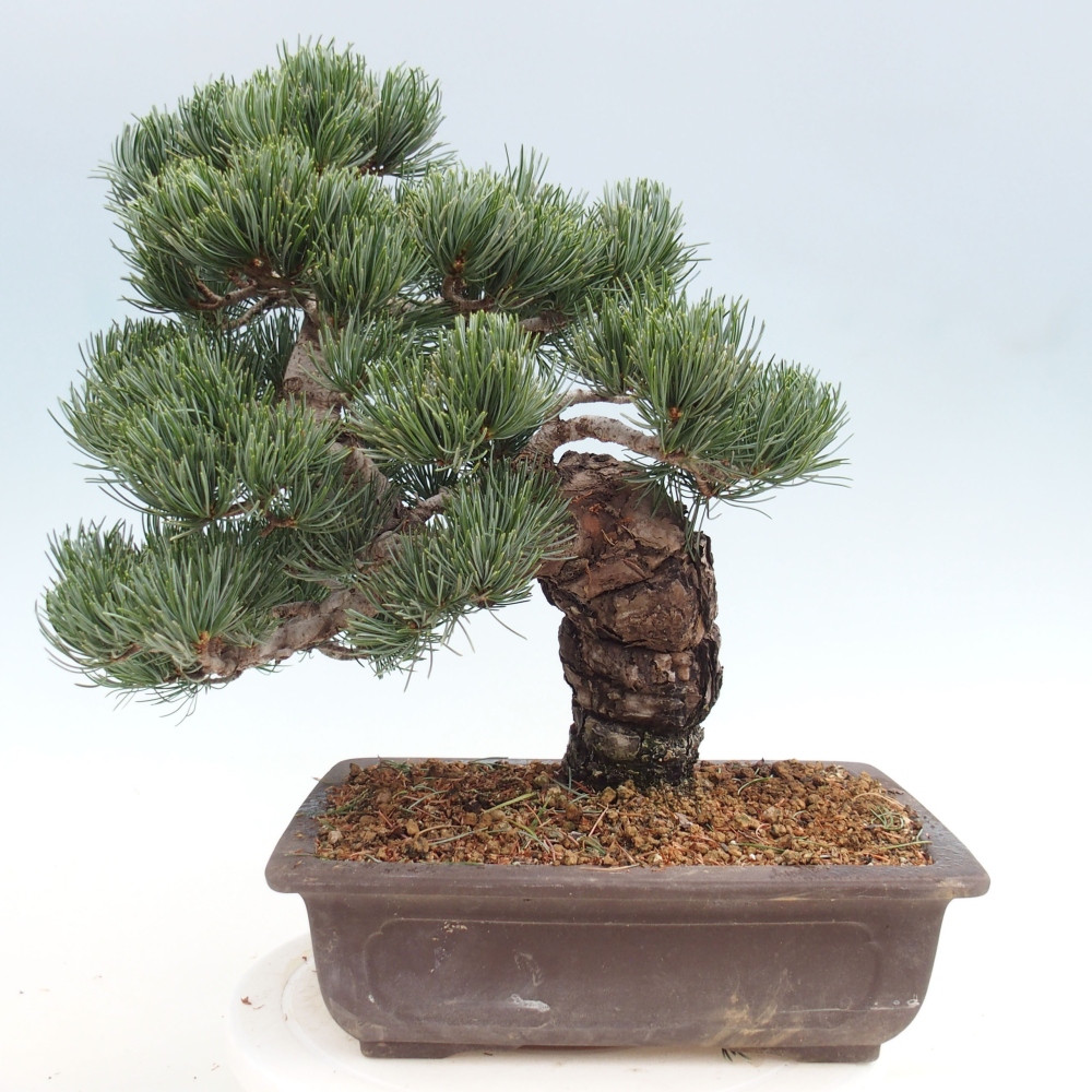 Bonsai voor buiten - Pinus parviflora - Pinus parviflora