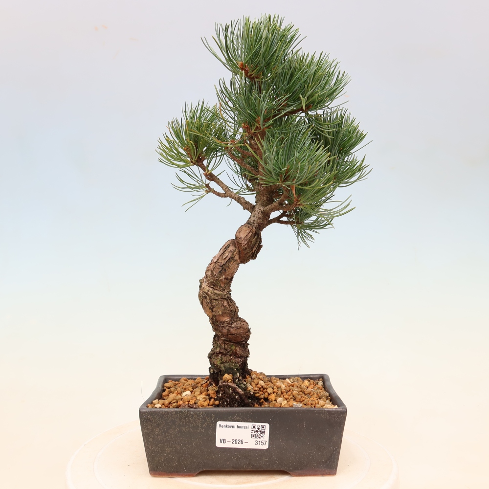 Bonsai voor buiten - Pinus parviflora - Pinus parviflora