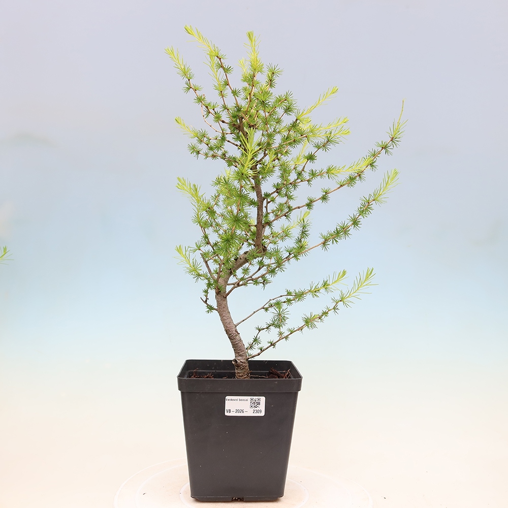 Bonsai voor buiten -Larix decidua - Lariks