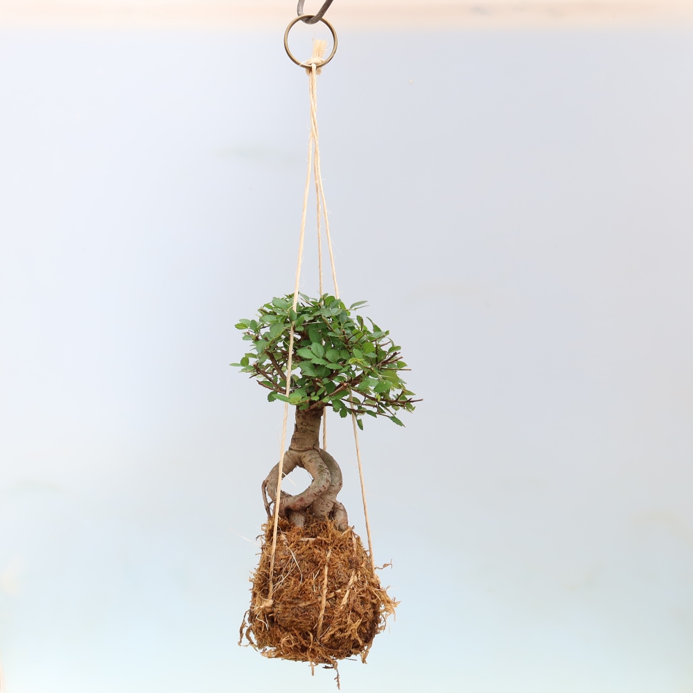 Kokedama in keramiek -Ulmus parvifolia- kleinbladige iep