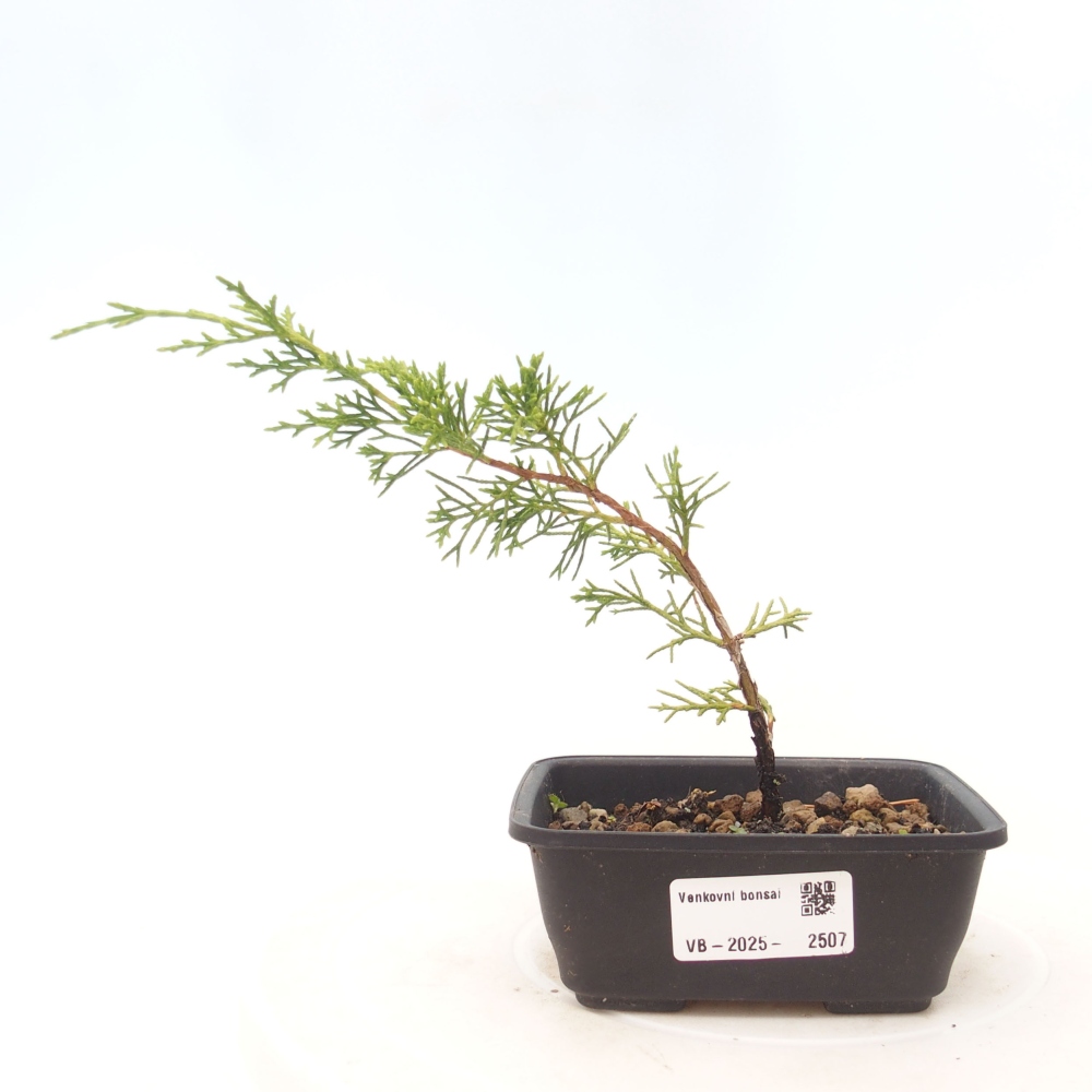 Bonsai voor buiten - Juniperus chinensis Itoigawa