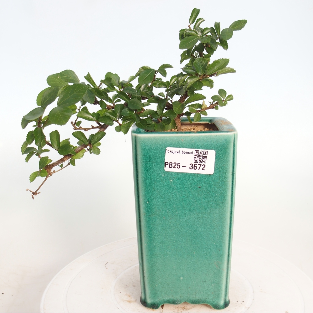 Bonsai - Grewia occidentalis - Lavendel zeester