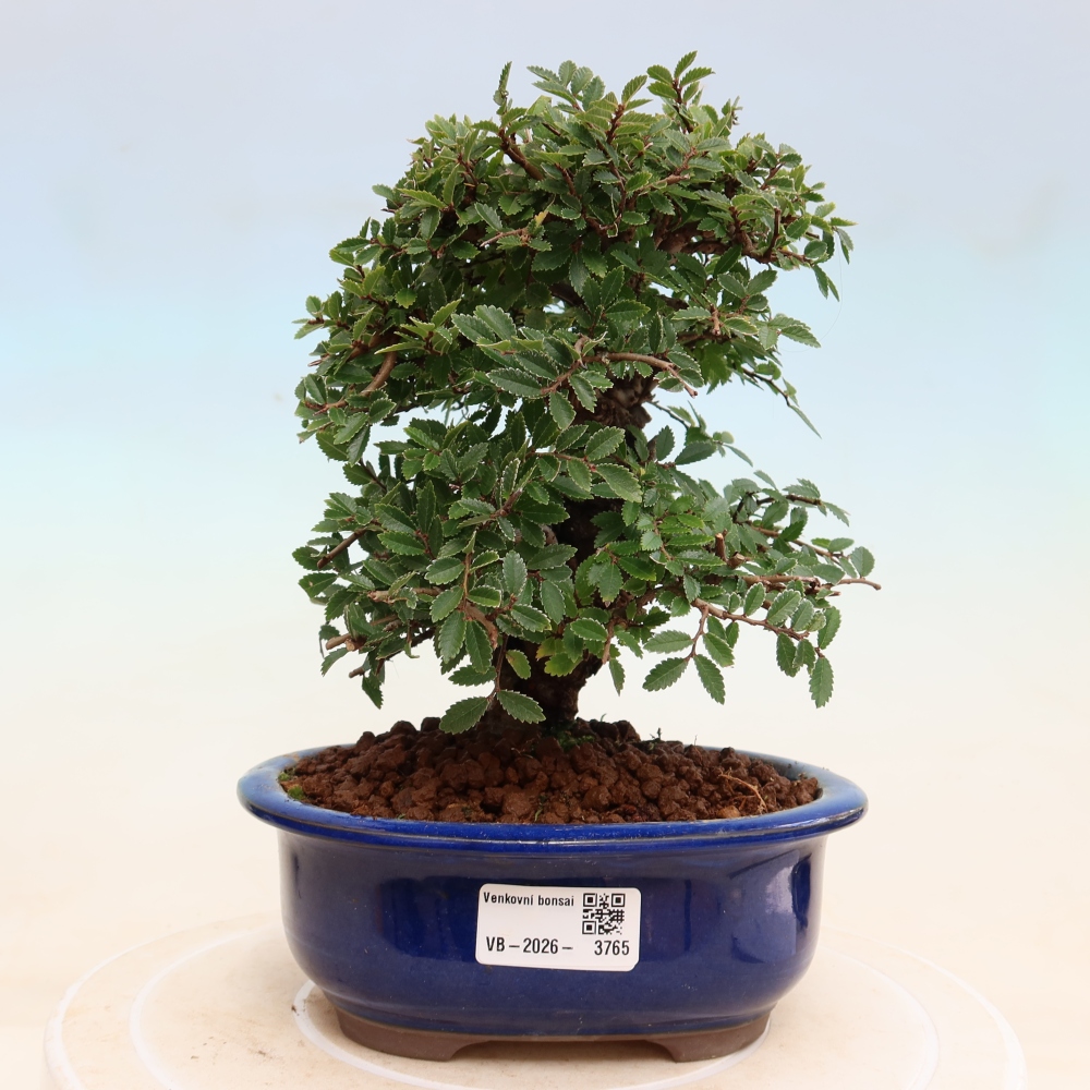 Bonsai voor buiten - Zelkova - Zelkova NIRE