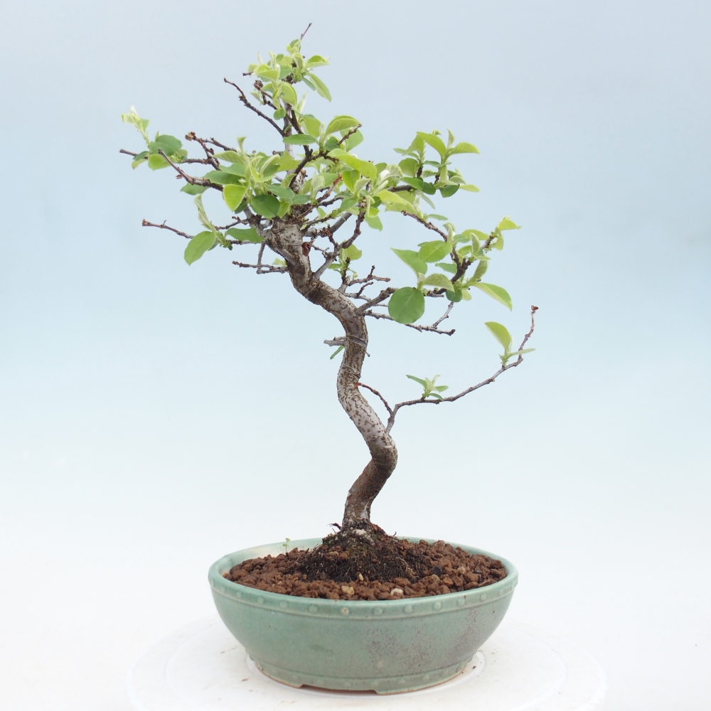 Bonsai voor buiten - Chaneomeles chinensis