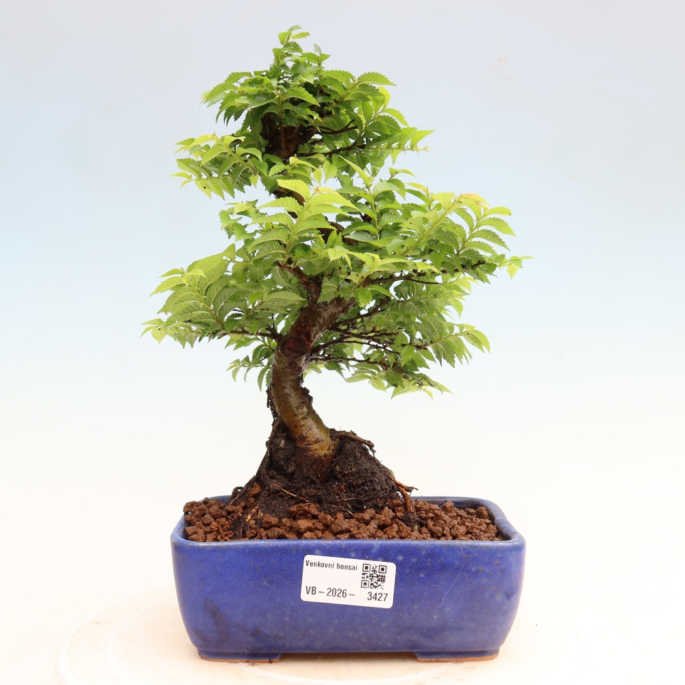 Buitenbonsai - Ulmus Jacqueline Hillier - Prachtige iep