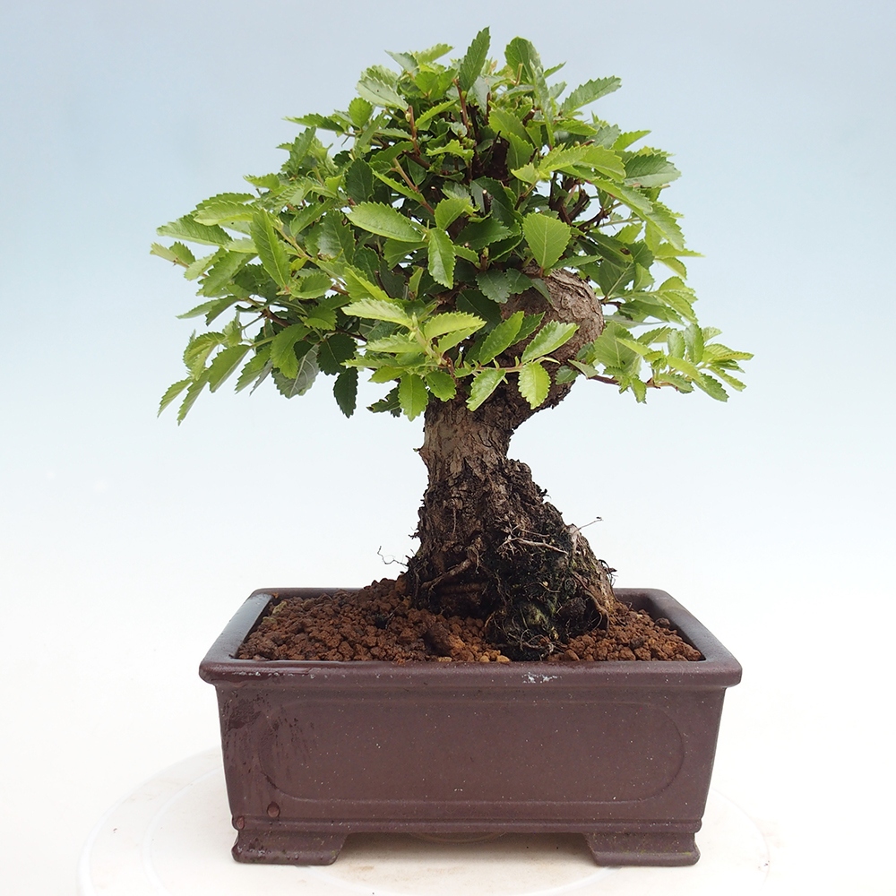 Bonsai voor buiten - Zelkova - Zelkova NIRE