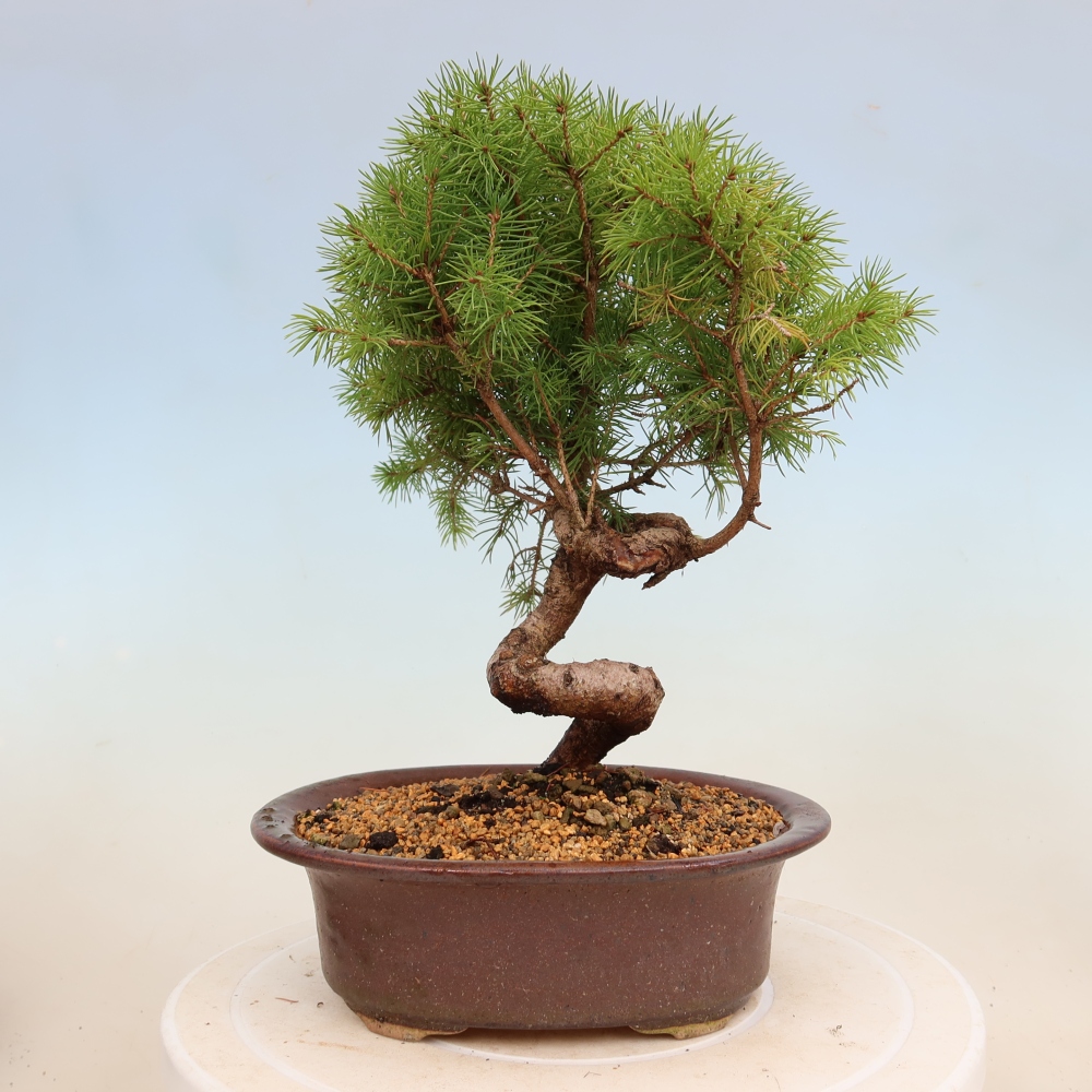Bonsai voor buiten - Gewone spar - Picea glauca bol