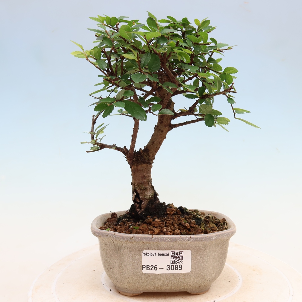 Kamerbonsai - Ulmus parvifolia - Winteriep