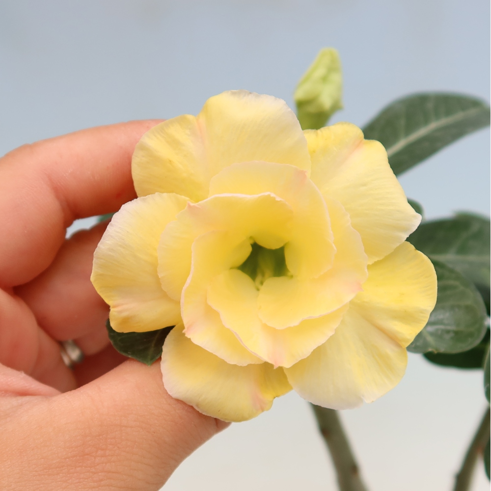 Kamerbonsai - Adenium obesum, geënt op Alonza  - Woestijnroos