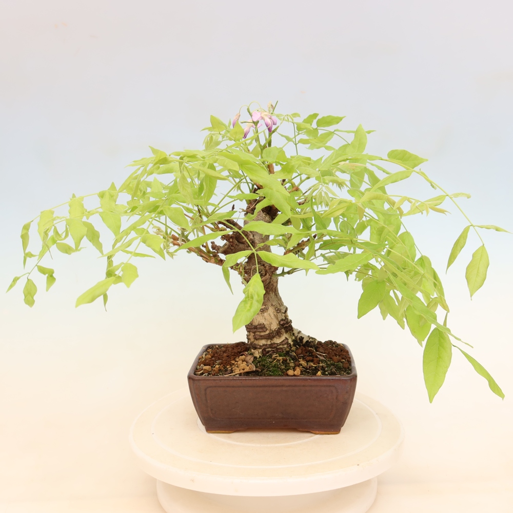Bonsai voor buiten - Wisteria floribunda