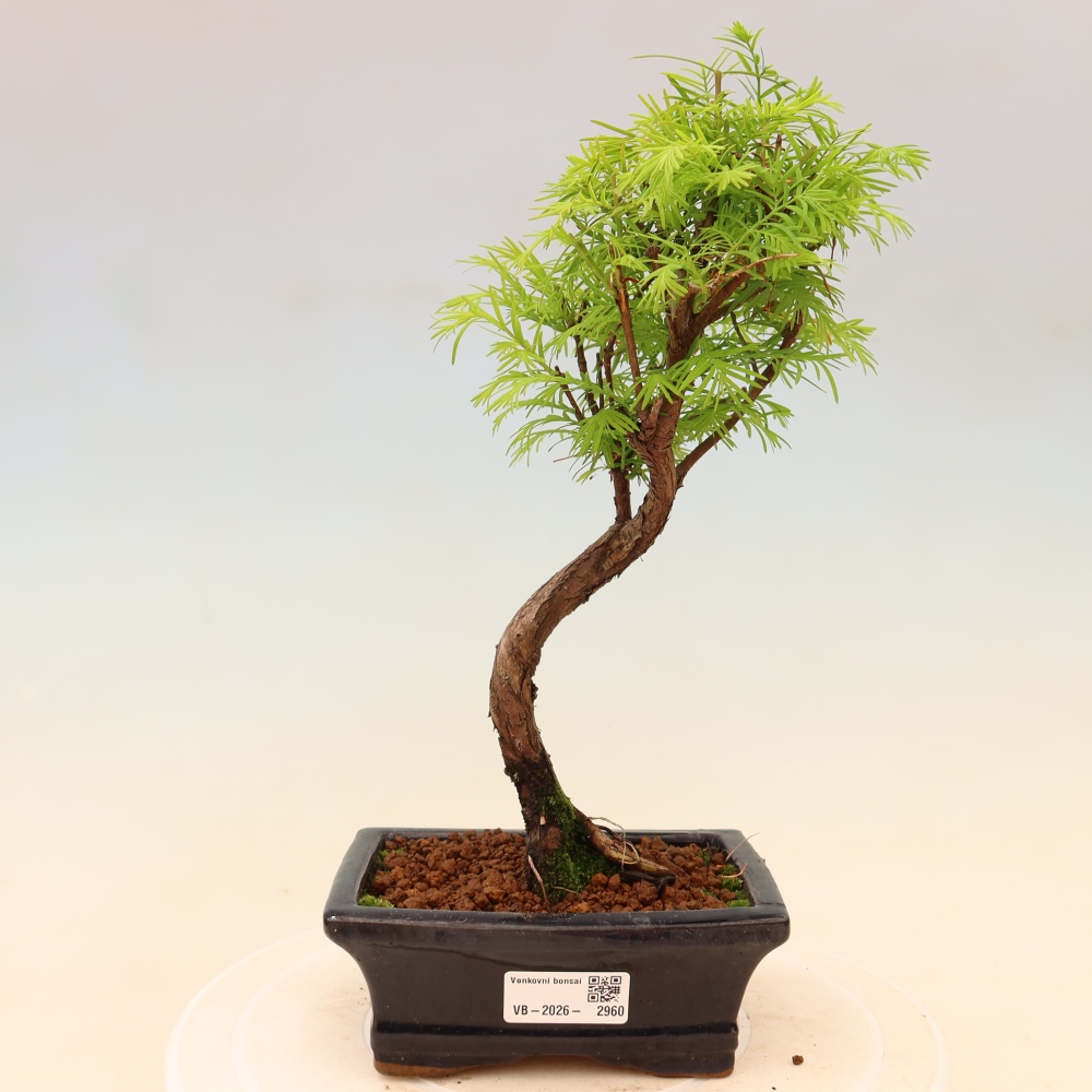 Bonsai voor buiten - Metasequoia glyptostroboides - Chinese Metasequoia