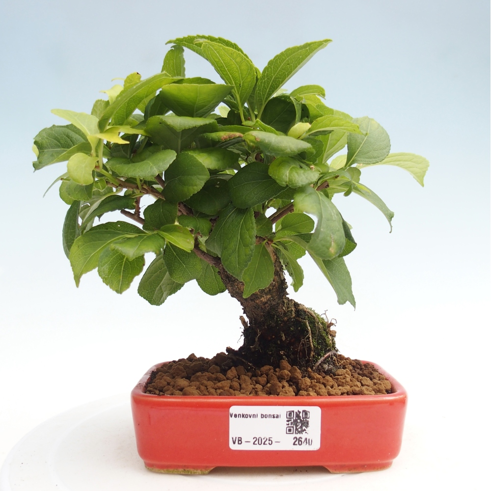 Bonsai voor buiten - Celastrus orbiculatus