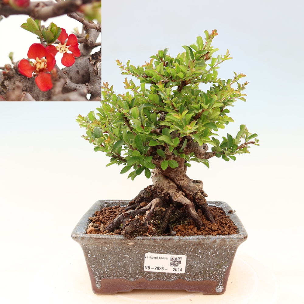 Bonsai voor buiten - Chaneomeles speciosa Chojubai