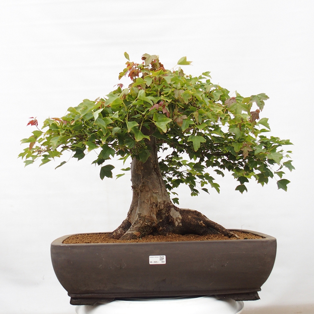 Bonsai voor buiten - Acer Buergerianum - Burgeresdoorn
