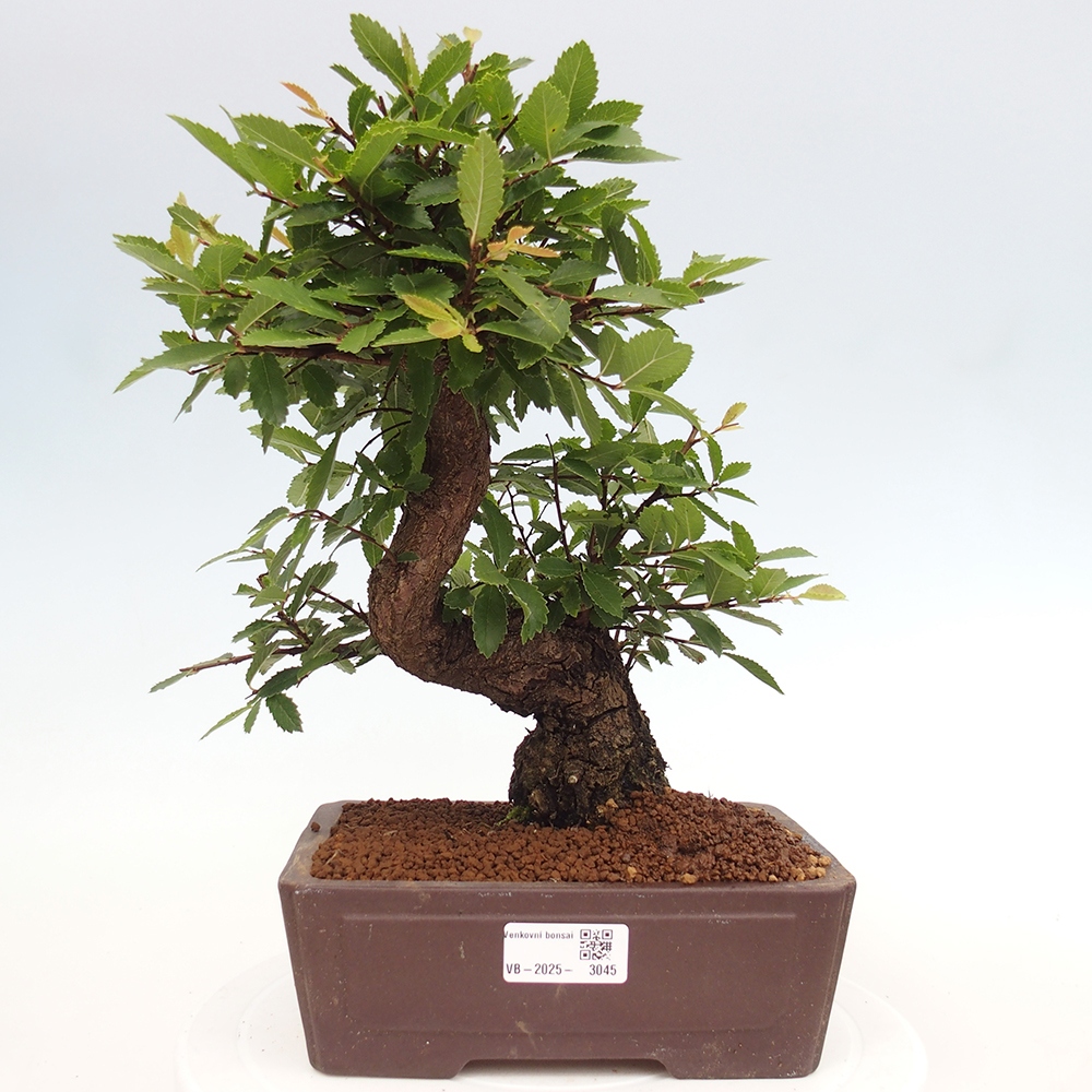 Bonsai voor buiten - Zelkova - Zelkova NIRE